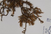 刺柏藏品圖，第5張