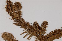 臺灣冷杉藏品圖，第3張