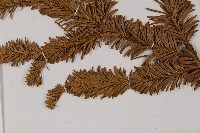 臺灣冷杉藏品圖，第5張