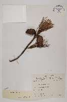 馬尾松藏品圖，第1張