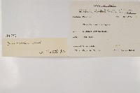 馬尾松藏品圖，第2張