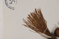 馬尾松藏品圖，第4張