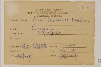 臺灣二葉松藏品圖，第2張