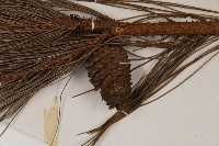 臺灣二葉松藏品圖，第3張