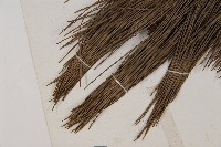 臺灣二葉松藏品圖，第5張