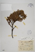 香青藏品圖，第1張