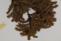 香青藏品圖，第3張