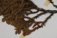 香青藏品圖，第4張