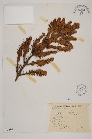 臺灣冷杉藏品圖，第1張