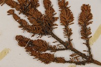 臺灣冷杉藏品圖，第3張