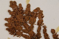 臺灣冷杉藏品圖，第4張