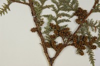 紅檜藏品圖，第3張