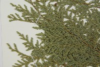 紅檜藏品圖，第4張