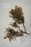 臺灣扁柏藏品圖，第1張