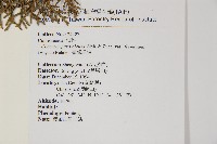 臺灣扁柏藏品圖，第2張