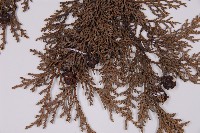 臺灣扁柏藏品圖，第3張