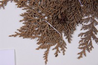 臺灣扁柏藏品圖，第5張