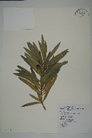 大葉羅漢松藏品圖，第1張