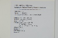 大葉羅漢松藏品圖，第2張