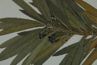 大葉羅漢松藏品圖，第3張