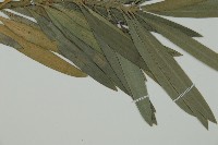 大葉羅漢松藏品圖，第5張