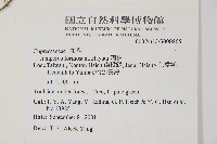 刺柏藏品圖，第2張