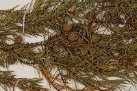 刺柏藏品圖，第3張