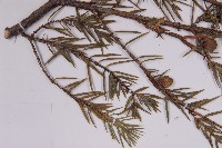 刺柏藏品圖，第4張