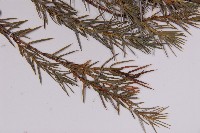 刺柏藏品圖，第5張