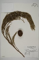 世界爺藏品圖，第1張