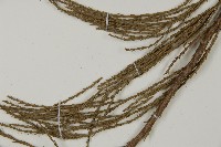 世界爺藏品圖，第5張