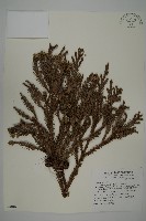 柳杉藏品圖，第1張