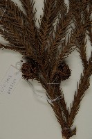 柳杉藏品圖，第3張