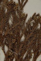 柳杉藏品圖，第4張