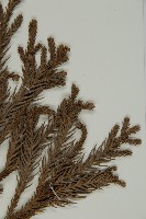 柳杉藏品圖，第5張