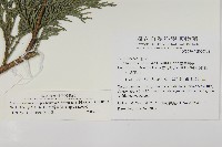 台灣肖楠藏品圖，第2張