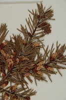 臺灣黃杉藏品圖，第3張