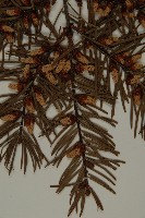 臺灣黃杉藏品圖，第4張