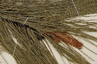 臺灣二葉松藏品圖，第3張