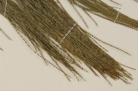 臺灣二葉松藏品圖，第4張