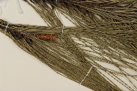 臺灣二葉松藏品圖，第5張