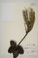 臺灣二葉松藏品圖，第1張