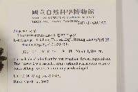 臺灣二葉松藏品圖，第2張