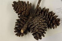 臺灣二葉松藏品圖，第3張