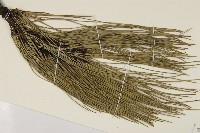 臺灣二葉松藏品圖，第4張