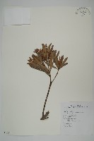 大葉羅漢松藏品圖，第1張