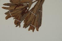 大葉羅漢松藏品圖，第3張