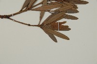 大葉羅漢松藏品圖，第4張