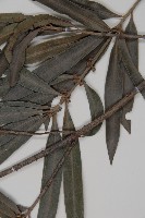 桃實百日青藏品圖，第3張