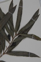 桃實百日青藏品圖，第4張
